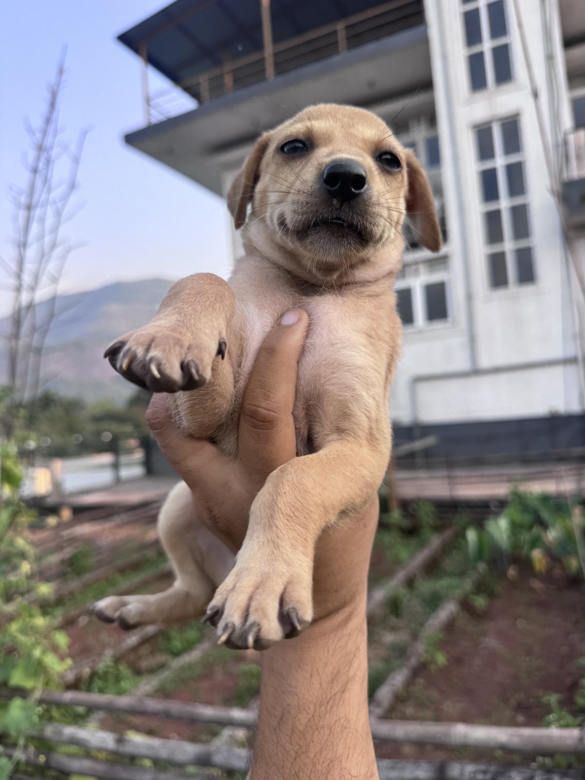 Tan puppy available to meet through 7 Farms Karjat