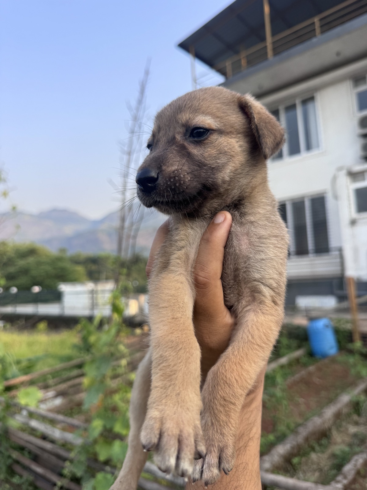 Brown puppy available to meet through 7 Farms Karjat
