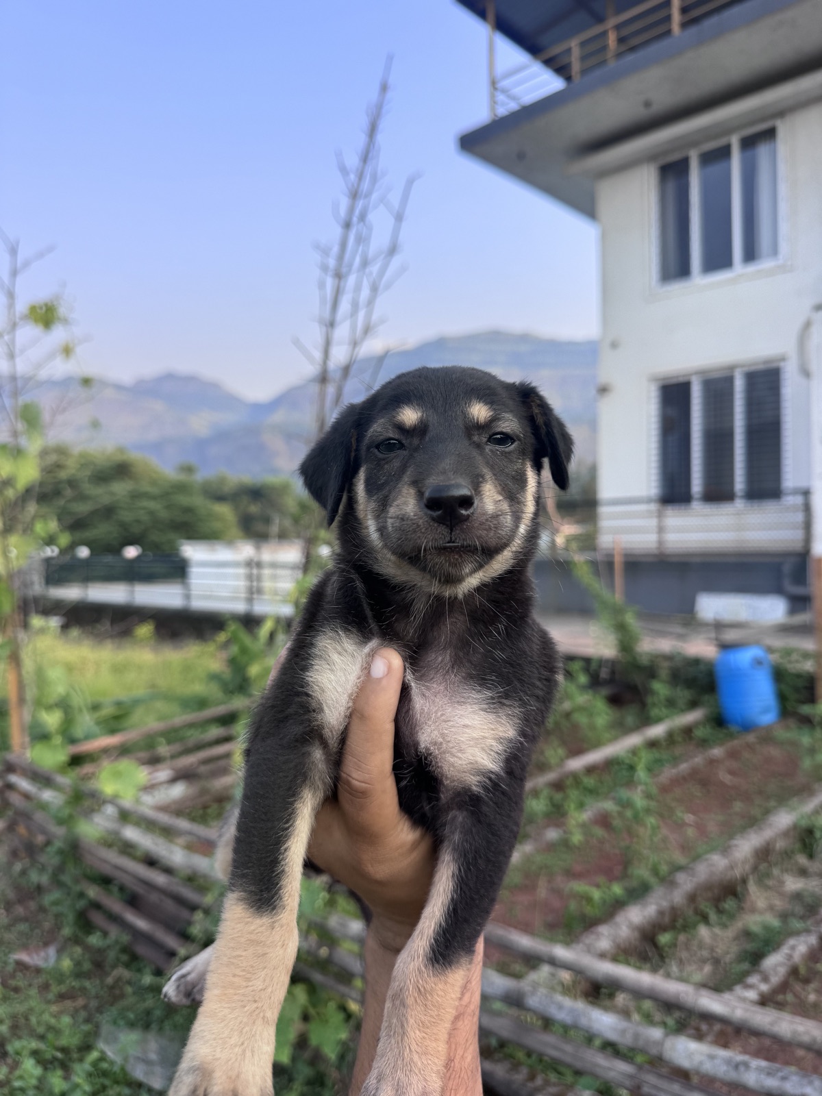 Black and tan puppy available to meet through 7 Farms Karjat