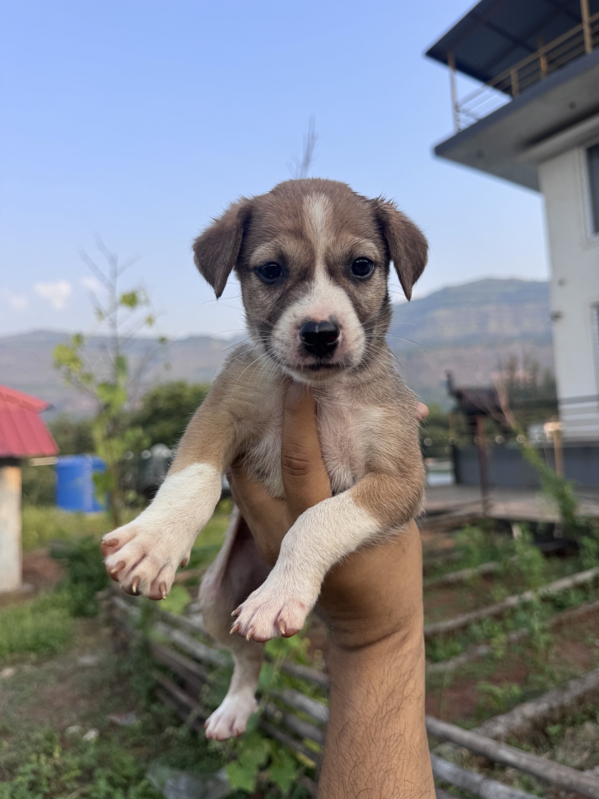 Brown and white puppy available to meet through 7 Farms Karjat