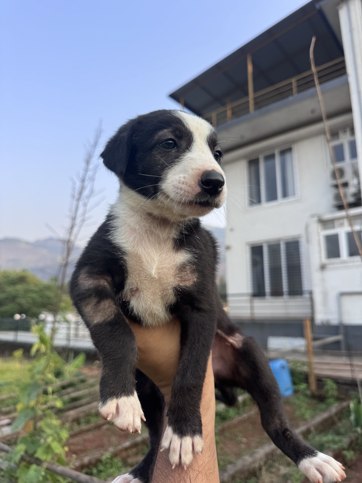 Black and white puppy available to meet through 7 Farms Karjat