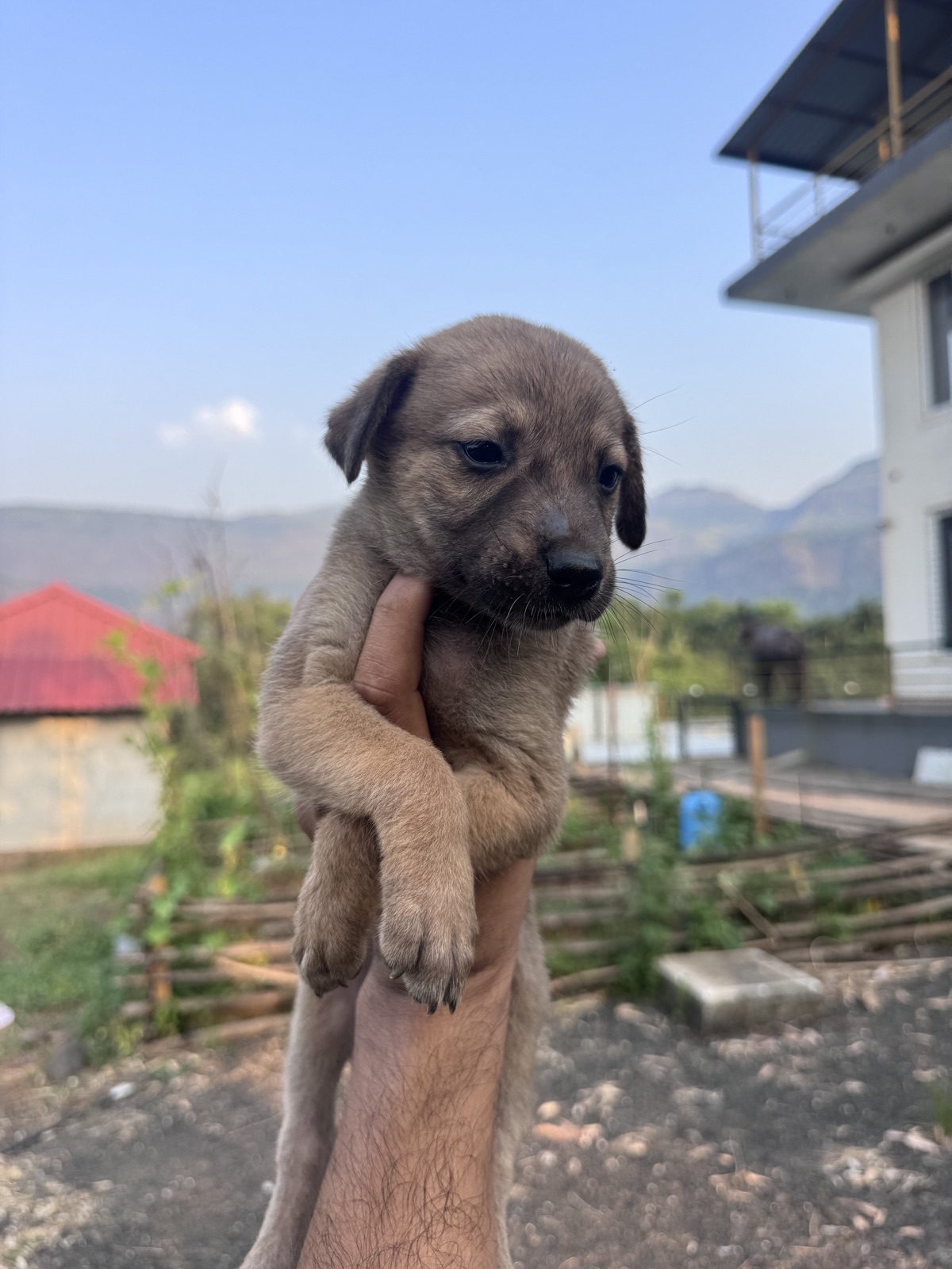 Brown puppy with dark muzzle available to meet through 7 Farms Karjat